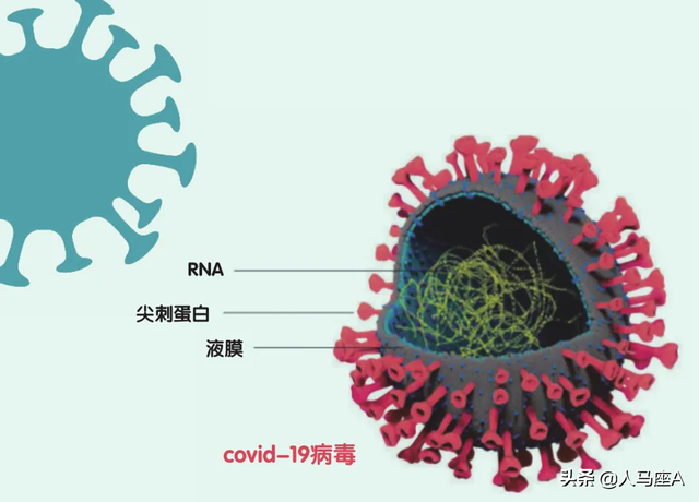 新冠基因片段与美国公司专利相符，概率3万亿分之1？看看来龙去脉