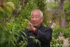 你知道吗？沦落为卫生杀虫剂的敌敌畏，还是抗性害虫的“大杀器”图片
