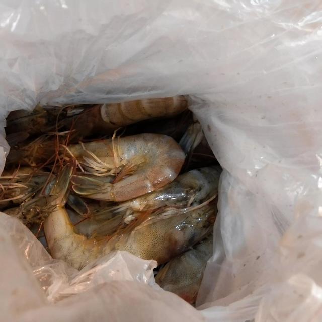 冰冻鱼虾弥补新鲜海鲜不足(明虾多少钱一斤) - 冷求网
