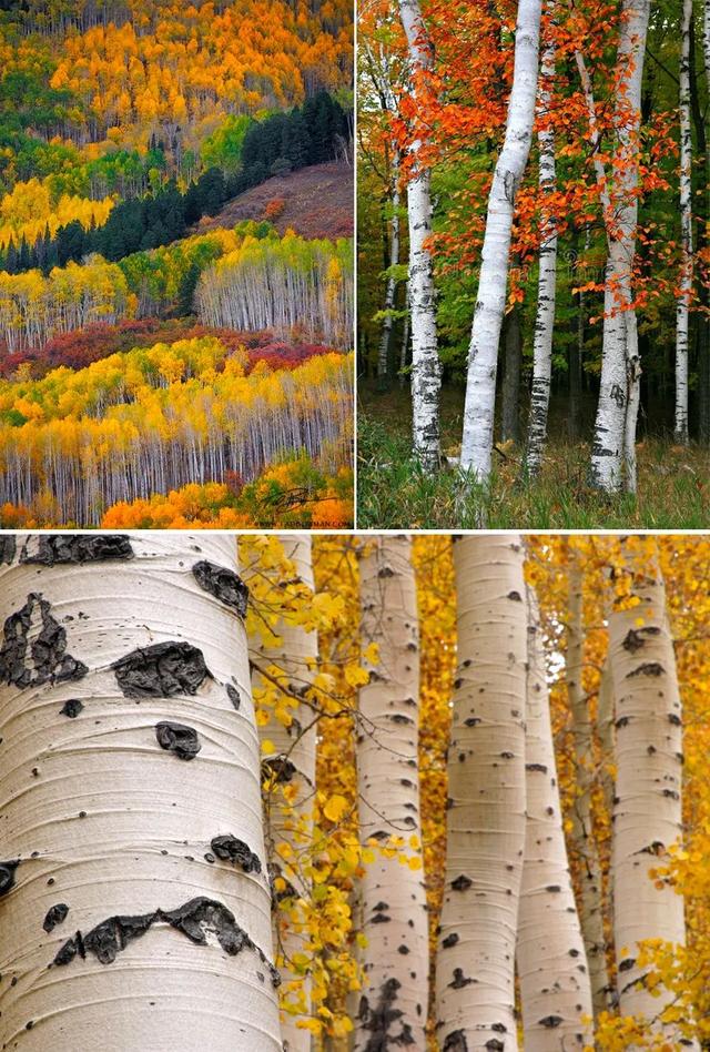 儿童画教程|秋天特点艺术课《繁华的白桦林》