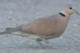 苏州新发现！灰斑鸠现身水八仙生态园图片