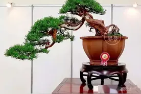 最美的100盆罗汉松盆景，值得经常欣赏（建议收藏）图片