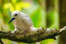 “懒到极致的鸟儿”白玄鸥！直接在树枝下蛋，不怕断子绝孙吗？图片