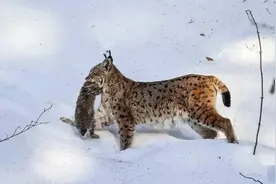 猞猁再现大兴安岭！冬天被狼揍，夏天去揍狼，猞猁和狼为啥相杀？图片