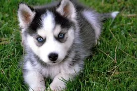 科普帖：哈士奇真的不傻，那它是如何一步步“变二”的？图片