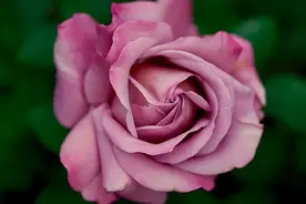 女人思念男人的最高境界，会有三种表现图片