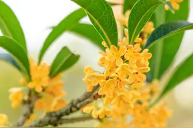 土匪规矩：十不抢，七不夺，五不准图片