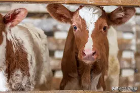 盘点肉牛的一生，540天的生命，超过1500斤就要进屠宰场图片