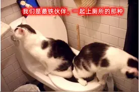 小学生的社死名场面——上课拉裤兜儿！如厕教育也是幼小衔接图片