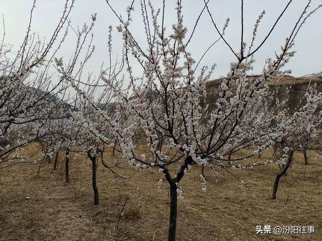 汾阳往事｜殷维明：杏花村游记——汾酒工业园林赏杏花
