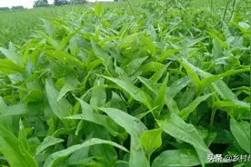 俗称见绿杀的草甘膦，这几种田间杂草不但不杀，反而越长越多图片