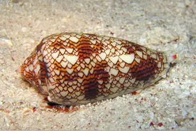 一碰即亡，可以瞬间毒死60个成年人，盘点10种地球上最毒的生物图片