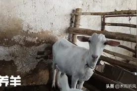 母羊快生了，怎么还不下奶，是什么原因？图片