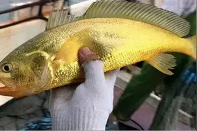 野生大黄鱼“大丰收”，“海里捞金”可行吗？委员紧急建议图片