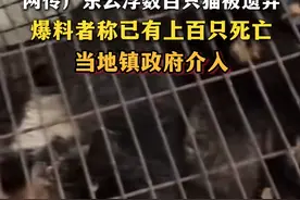 网传广东一地数百只猫被遗弃并死亡，当地镇政府已介入图片