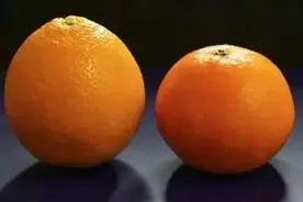 丑橘不是橘子？一文教你辨别橙柑橘柚柠图片