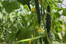 记住这些打叉顺口溜，黄瓜、番茄、辣椒、茄子丰收有保证，很实用图片