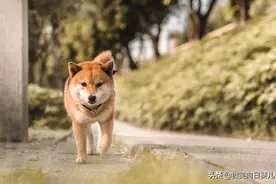 狗狗感冒了如何判断，看这5种症状就清楚！图片