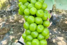 我国最好吃的10种葡萄，阳光玫瑰当之无愧第一，你吃过几种？图片