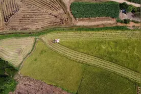邕宁区那楼镇：齐心治理撂荒地 复耕喜获丰收谷图片