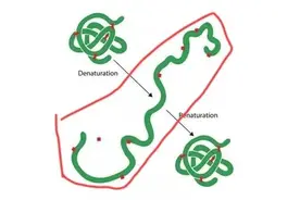蛋白质的盐析、水解和变性图片