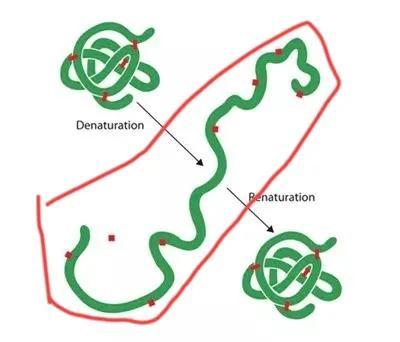 蛋白质的盐析、水解和变性
