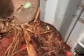 活体！宁波海关截获的树蛙，竟是艾滋克星，非法入境威胁有多大？图片