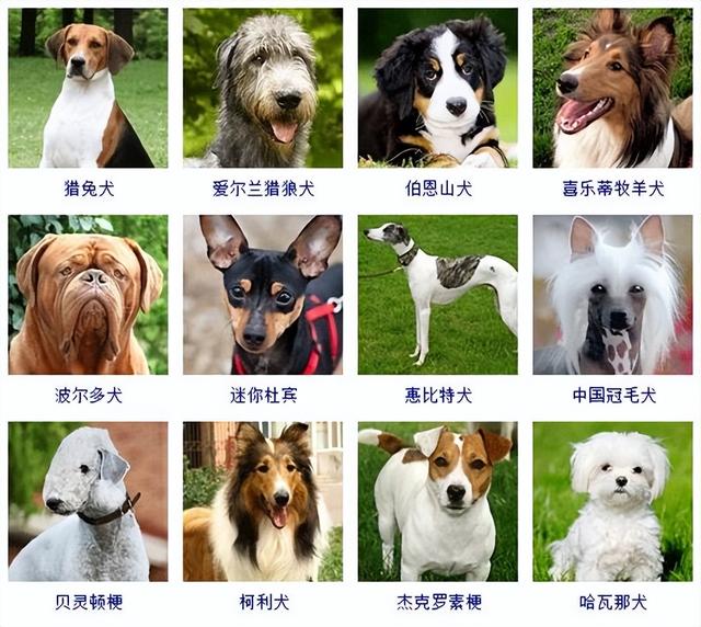 狗狗品种大全(带图片)，各位铲屎君快来对比收藏一下!