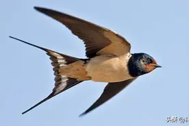 春天到了，为什么没有像以前一样看到燕子到来，燕子都去哪了？图片