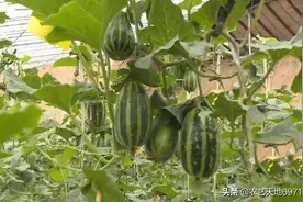 甜瓜如何才能培育出壮苗？4项作业要到位，苗床管理是至关重要的图片