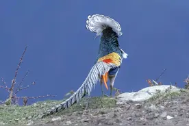 四川一地有“凤凰”出没，驴友带病都要去追寻，究竟是什么动物？图片