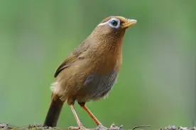 四大名鸟还是四大鸣鸟？图片