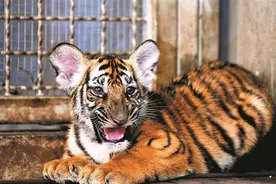 中国将5只华南虎放到非洲草原，繁衍到15只后，专家发现了不对劲图片