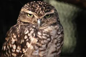 老话说:“两鸟进宅，无祸也有灾”指哪两种鸟，为何进家不好呢？图片