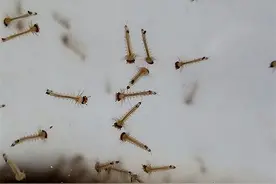 把600百条蚊子幼虫放进盐水里，它还能存活么？结果让人大吃一惊图片