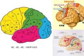 认识脑之四：运动与大脑图片