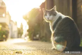 纯种猫更容易得心脏病？毛孩子家长一定要看！图片