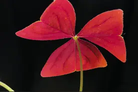 手机拍纯黑背景，你会吗，4步就能搞定图片