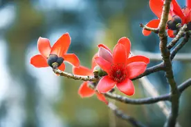 木棉花开，又可以收集起来煲汤啦！但要注意这些……图片