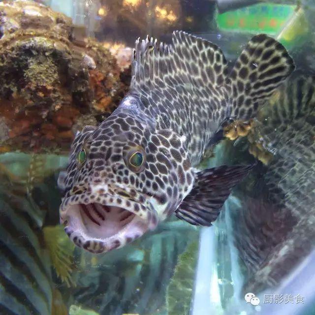 40头的花胶是几级 2025年花胶40头是什么意思?