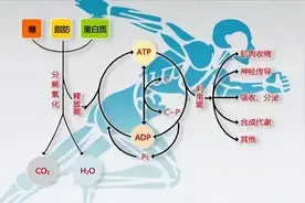 闹钟一响，空腹有氧！有关空腹有氧那些事最全记录，码住瘦十斤图片