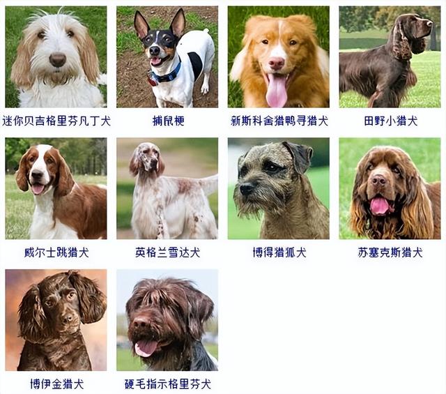 狗狗品种大全(带图片)，各位铲屎君快来对比收藏一下!