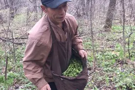 东北村民进山捡山货，失足掉进神秘地洞，意外揭开一段隐秘的历史图片