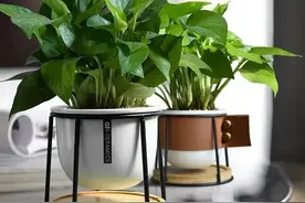 绿萝长出“这种枝”，看到就赶紧剪掉，否则越长越难看图片