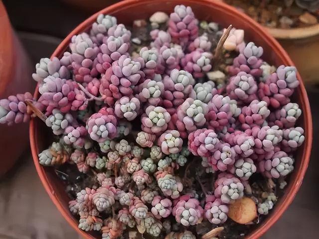 270种常见多肉图谱，一分钟认全！