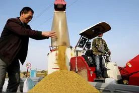 水稻价格再次涨价，一夜之间涨5分，11月9日最新水稻价格行情图片