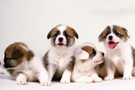 杜绝“星期猫”“星期狗”！市人大代表建议制定《上海市宠物管理条例》图片