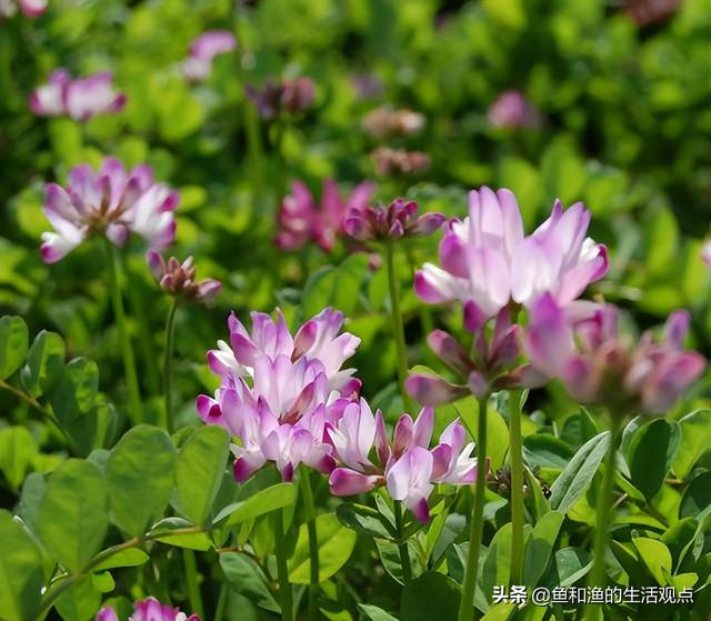 踏春必备“百草图”之三，身边那些有价值的野草，你能认识几种？