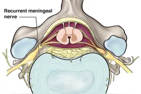 腰椎的神经支配图片