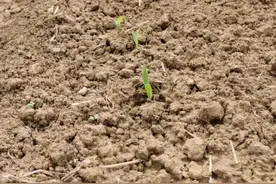 玉米能否二次拌种？能！不过要注意这几点，抓紧看，别怪我没提醒图片